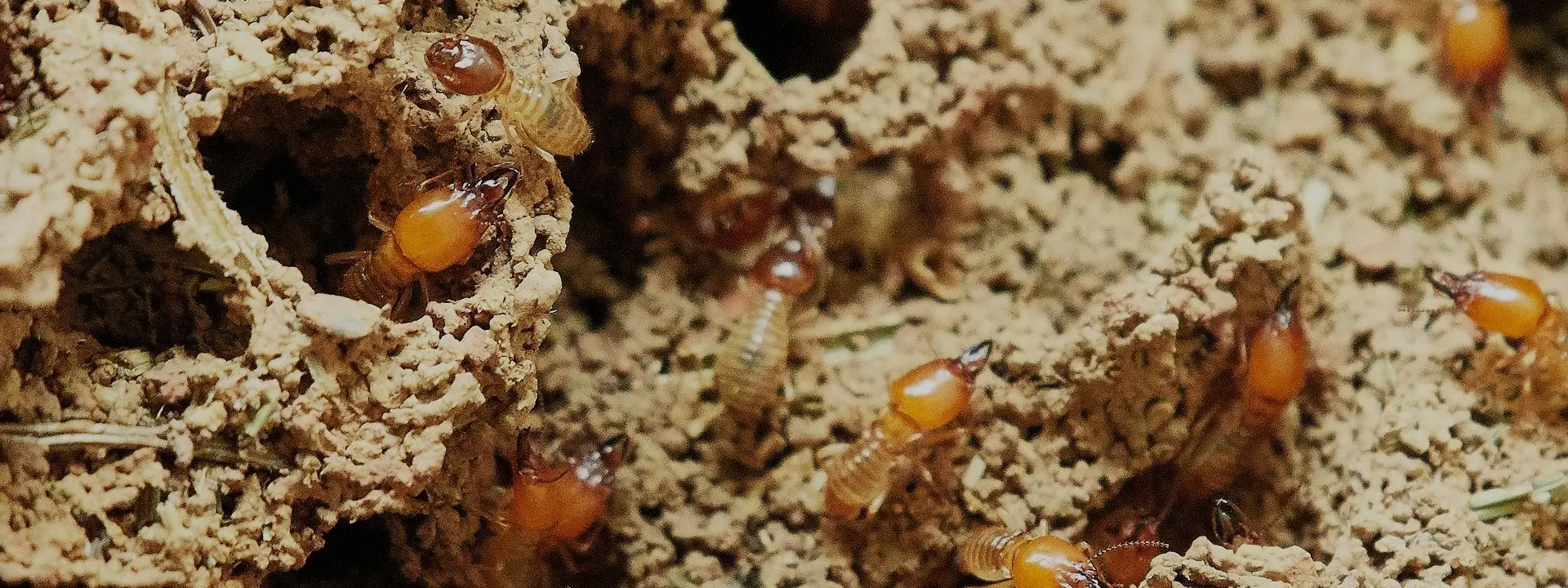 entreprises de traitement des termites - undefined