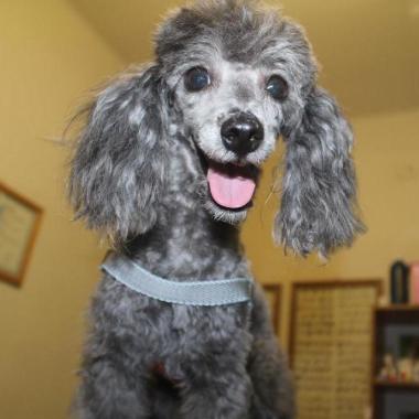 Veterinaria Almafuerte