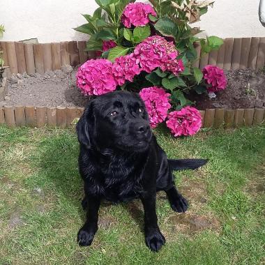 Dogharmonie 