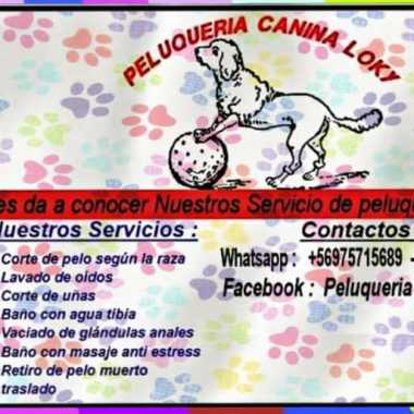Peluqueria canina loky