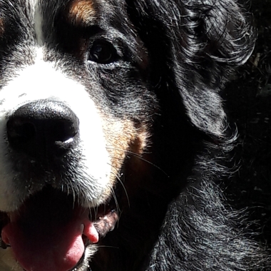 Project Canis Hundetraining