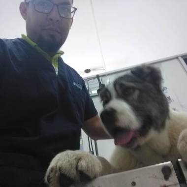 Veterinario profesional