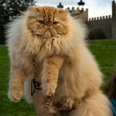 Blomasi Love Persians Cats