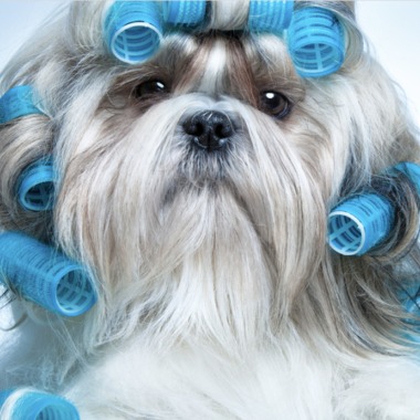 KLIPPDOG