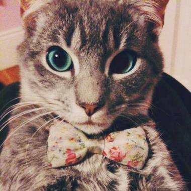 I Love Pet