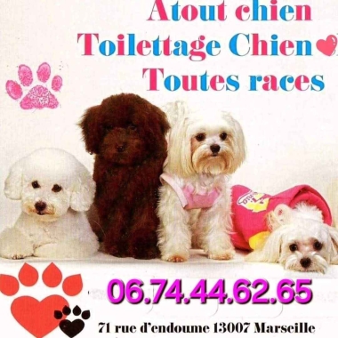 Atout chien