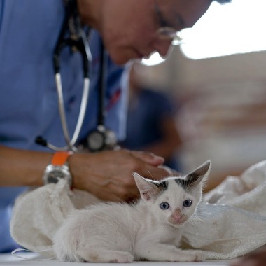 Clinica Veterinaria Carrillo