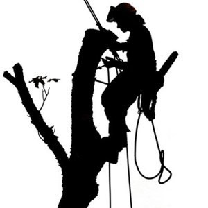 Timber Tree Experts