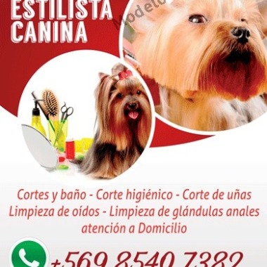 Mariana estilista canina