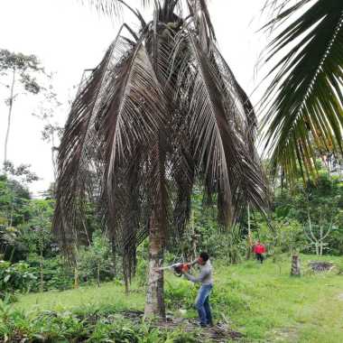 Jardinero Doméstico