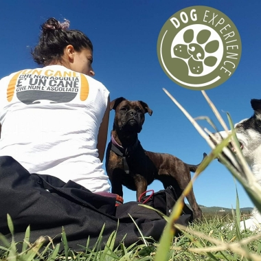 Dog Experience