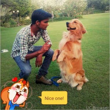 Top Dog Trainer
