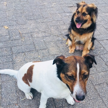 Xica e Balú - Dog Walking, Pet Sitting & Pet Care