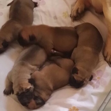 D´aslaya Bullmastiff
