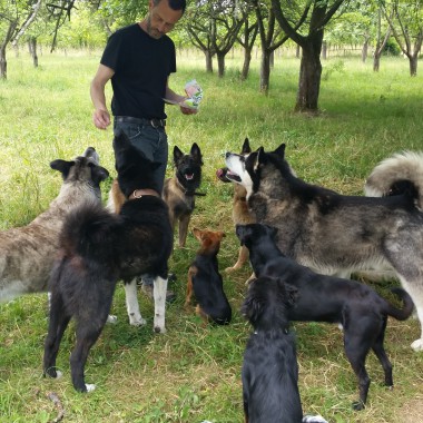 Nos Chiens & Nous
