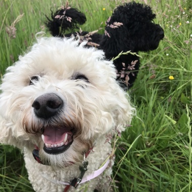 Doggie Walkies & Luxury Pet Sitting