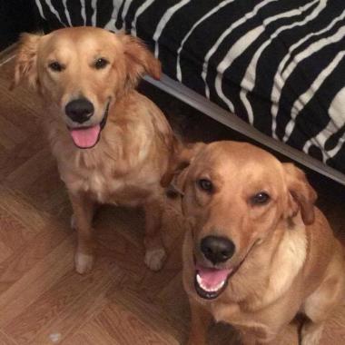 Psicología canina
