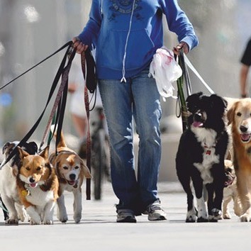 Pasear perros