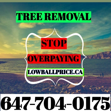 Tree Removal