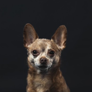Veterinaria Caballito