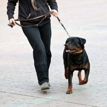 Dog walker