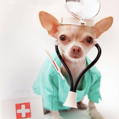 Day Hospital Veterinario