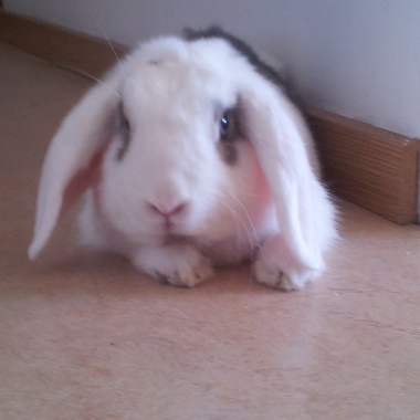 Jacek