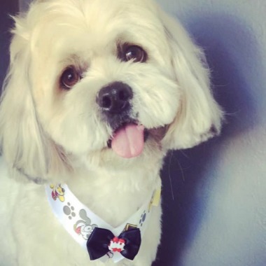 Love dog
