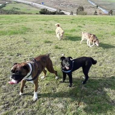 Paseo dog