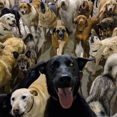 Gabo-mascotas