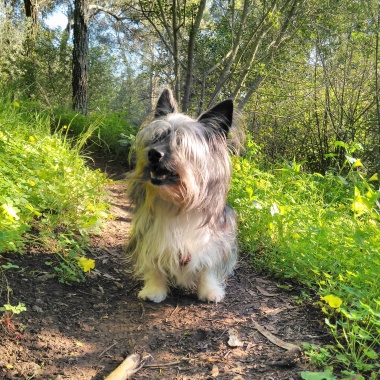 Passeio de cães - Linda-a-Velha , Algés, Carnaxide