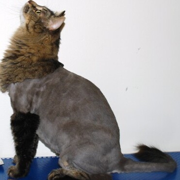GROOMING DAY
