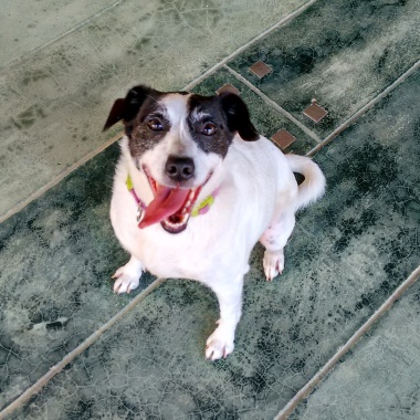 Lisa petsitter & dogwalker