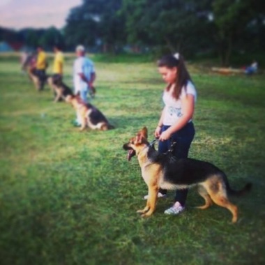 Entrenamiento Adiestramiento canino