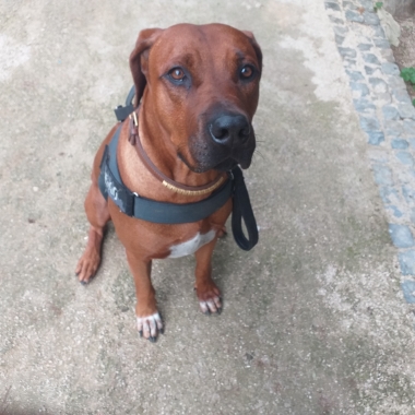 Viva Cão 