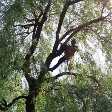 Comox Valley Tree Service - Professional Arborists