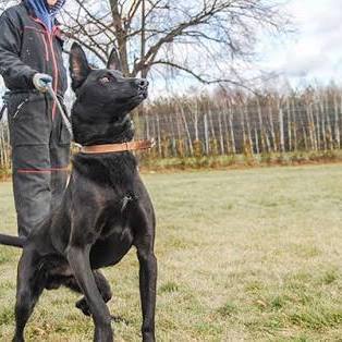 K9 Malinois