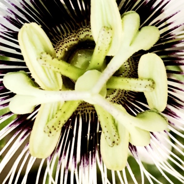 West Leederville Counselling Centre