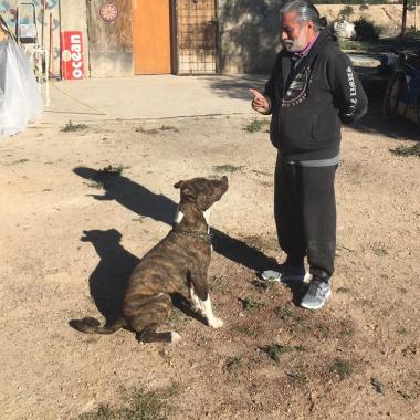 Adiestrador canino