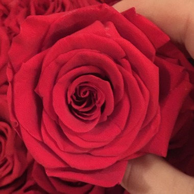 Roses de Luxe