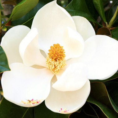 Events by Magnolia - (Magnolia - M.Driussi)