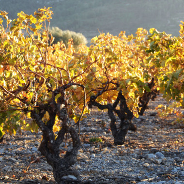 Http://www.vinsetbieres.fr