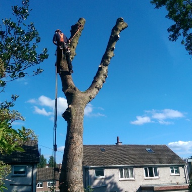 D B Tree
