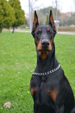 Adana kopek egitim merkezi dog sports 