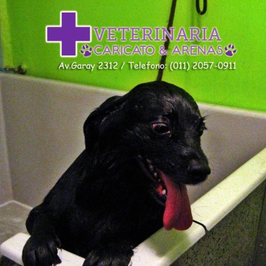 Veterinaria Caricato Arenas