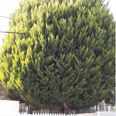 Aile danismanligi