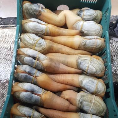 Premium Seafood Ens