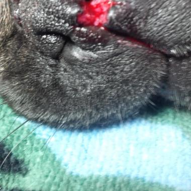 MrCan clinica animal