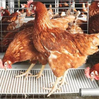 Livestock and poultry farm