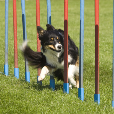 Hundeschule Jubelhunde